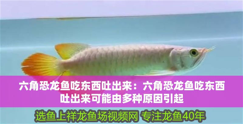 六角恐龍魚(yú)吃東西吐出來(lái)：六角恐龍魚(yú)吃東西吐出來(lái)可能由多種原因引起 六角恐龍魚(yú)吃東西吐出來(lái)：六角恐龍魚(yú)吃東西吐出來(lái)可能由多種原因引起 龍魚(yú)百科