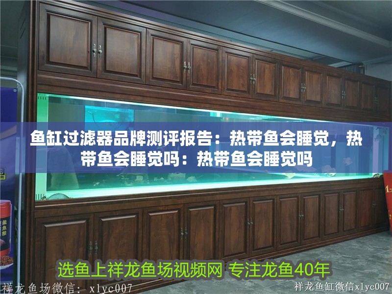 魚缸過濾器品牌測評報告：熱帶魚會睡覺，熱帶魚會睡覺嗎：熱帶魚會睡覺嗎