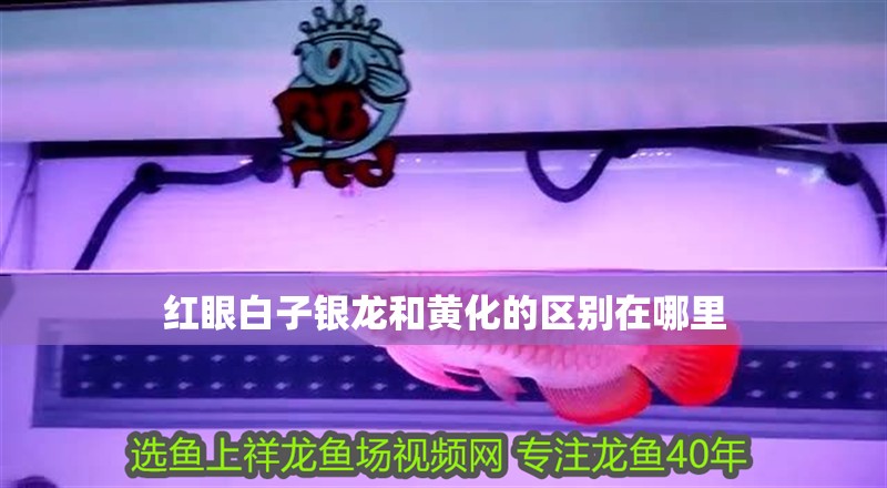 紅眼白子銀龍和黃化的區(qū)別在哪里