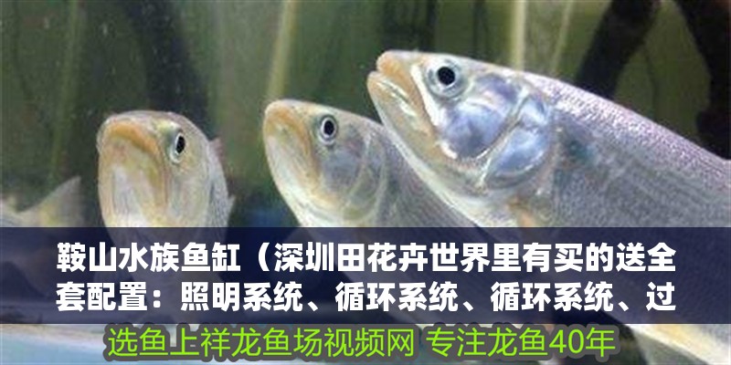 <strong><mark>鞍山</mark></strong>水族魚缸（深圳田花卉世界里有買的送全套配置：照明系統、循環系統、循環系統、過濾系統、增氧系統、增：東平魚缸哪里有賣