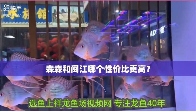 森森和閩江哪個性價比更高？