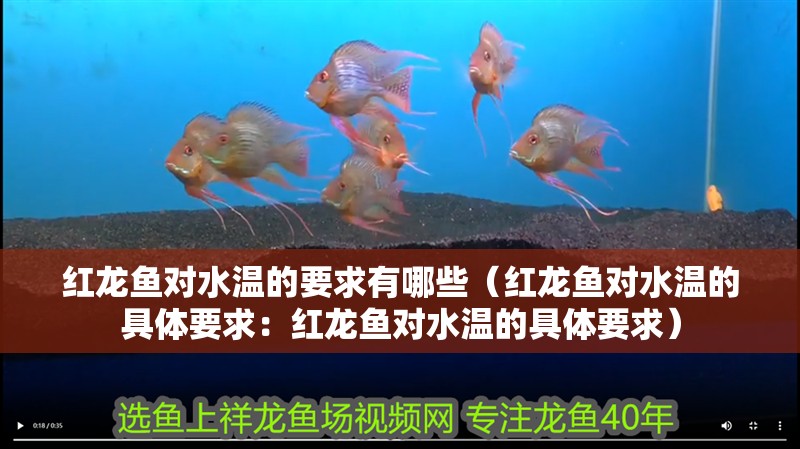 紅龍魚對水溫的要求有哪些（紅龍魚對水溫的具體要求：紅龍魚對水溫的具體要求）