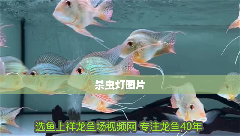 龍魚適合混養的20種魚