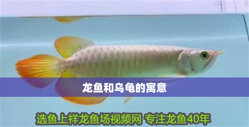 龍魚和烏龜的寓意