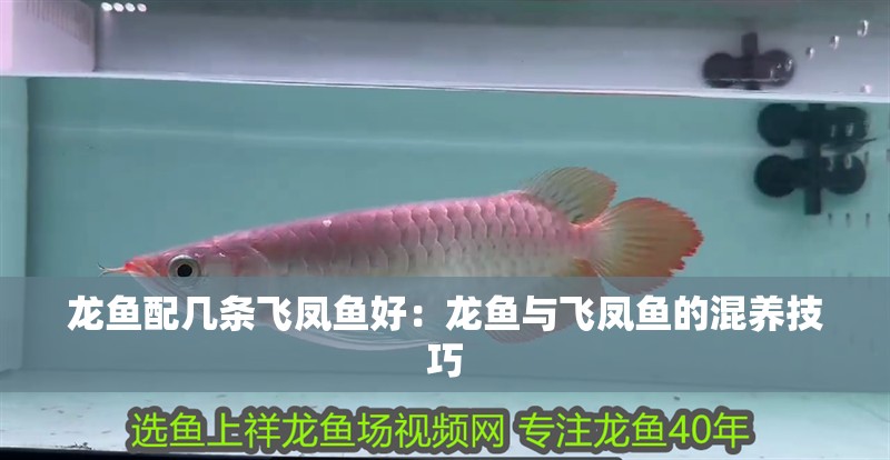 龍魚配幾條飛鳳魚好：龍魚與飛鳳魚的混養技巧