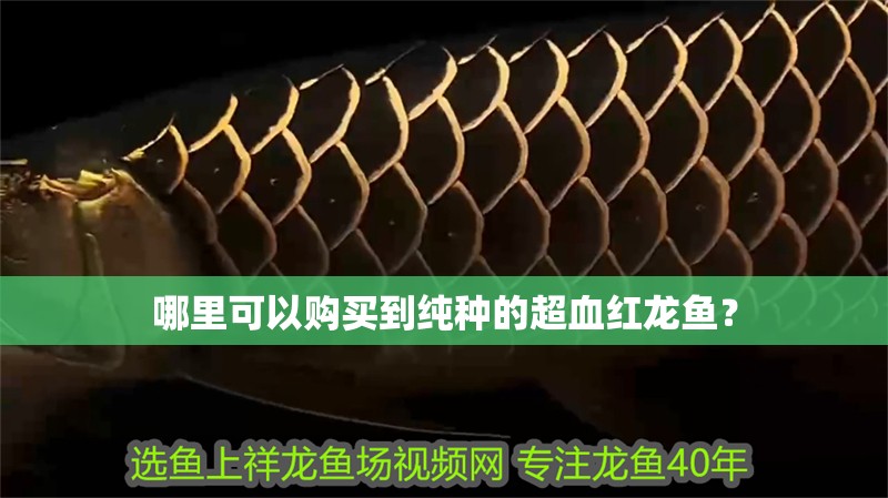 哪里可以購買到純種的超血紅龍魚？
