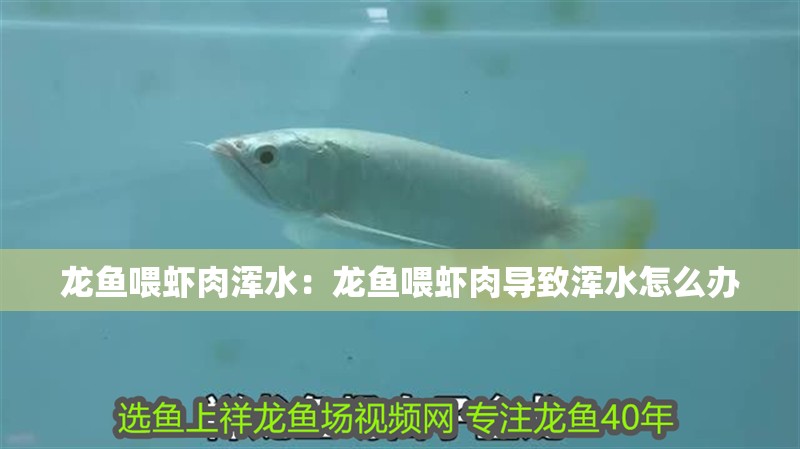 龍魚喂蝦肉渾水：龍魚喂蝦肉導致渾水怎么辦