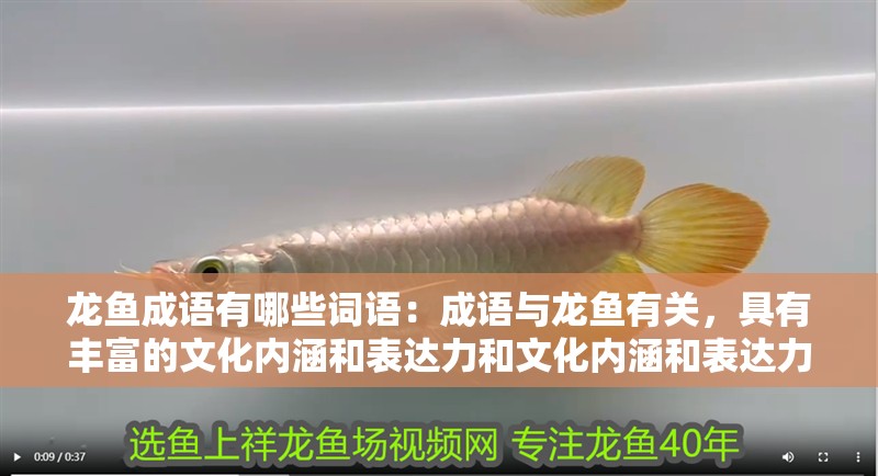 龍魚成語有哪些詞語：成語與龍魚有關，具有豐富的文化內涵和表達力和文化內涵和表達力