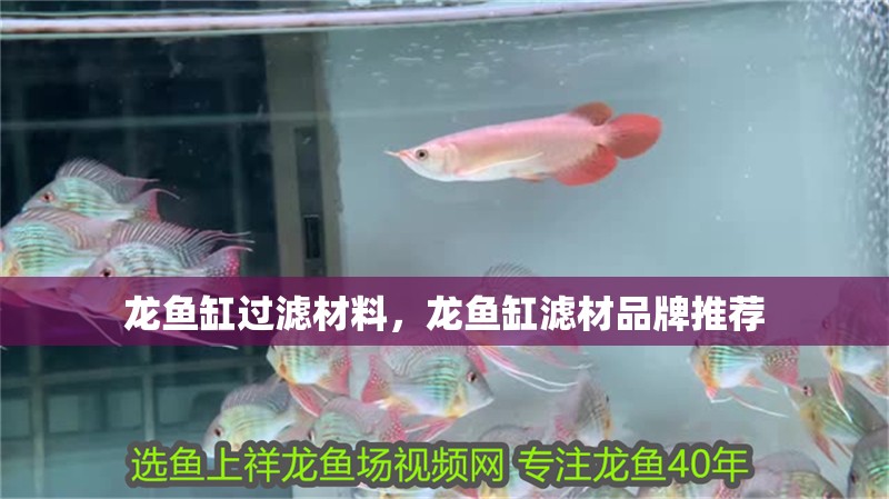 龍魚缸過濾材料，龍魚缸濾材品牌推薦