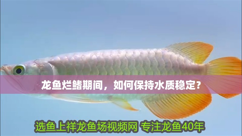 龍魚爛鰭期間，如何保持水質穩定？