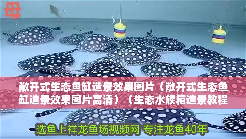 敞開式生態魚缸造景效果圖片（敞開式生態魚缸造景效果圖片高清）（生態水族箱造景教程）