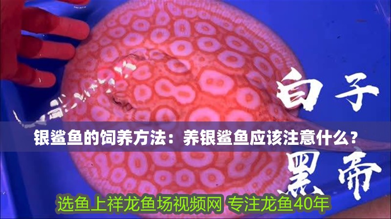 銀鯊魚的飼養方法：養銀鯊魚應該注意什么？ 銀鯊魚的飼養方法：養銀鯊魚應該注意什么？ 魚缸百科