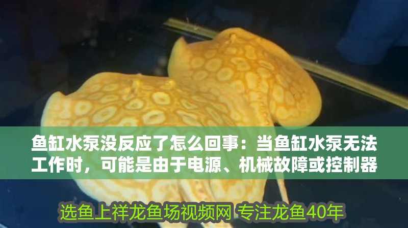 魚缸水泵沒反應了怎么回事：當魚缸水泵無法工作時，可能是由于電源、機械故障或控制器問題導致的 魚缸水泵沒反應了怎么回事：當魚缸水泵無法工作時，可能是由于電源、機械故障或控制器問題導致的 魚缸百科
