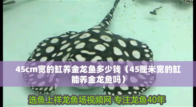 45cm寬的缸養金龍魚多少錢（45厘米寬的缸能養金龍魚嗎）