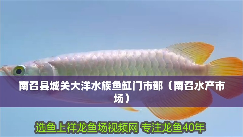<strong><mark>南召</mark></strong>縣城關大洋水族魚缸門市部（<strong><mark>南召</mark></strong>水產(chǎn)市場）