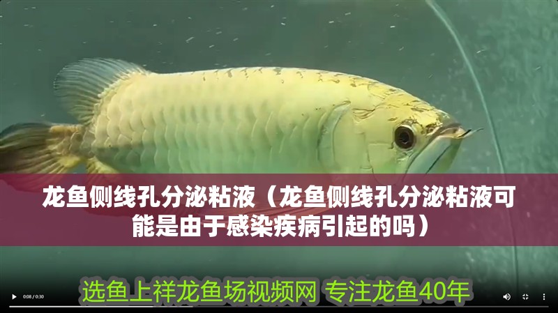 龍魚側(cè)線孔分泌粘液（龍魚側(cè)線孔分泌粘液可能是由于感染疾病引起的嗎）