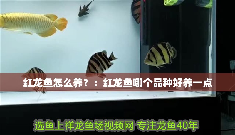 紅龍魚怎么養？：紅龍魚哪個品種好養一點