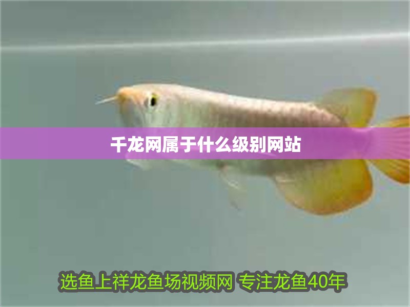 千龍網(wǎng)屬于什么級別網(wǎng)站
