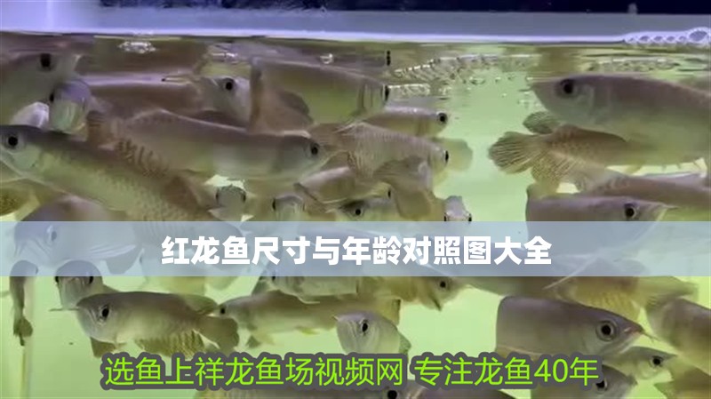 紅龍魚尺寸與年齡對照圖大全
