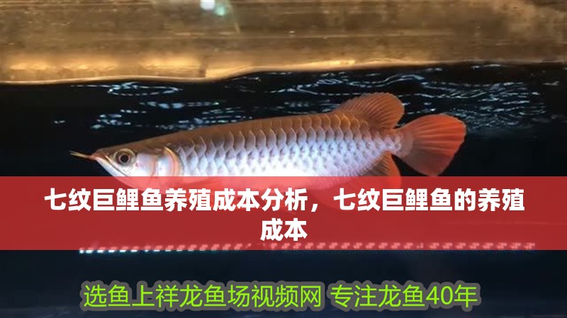七紋巨鯉魚養殖成本分析，七紋巨鯉魚的養殖成本