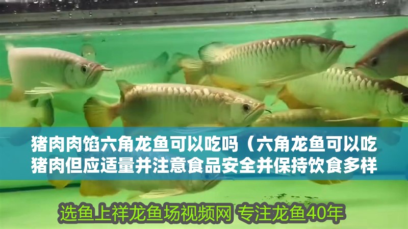 豬肉肉餡六角龍魚可以吃嗎（六角龍魚可以吃豬肉但應適量并注意食品安全并保持飲食多樣化）