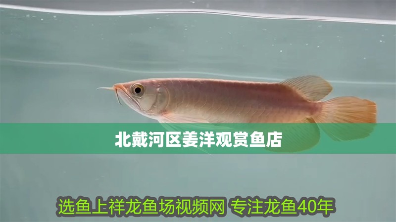 北戴河區姜洋觀賞魚店