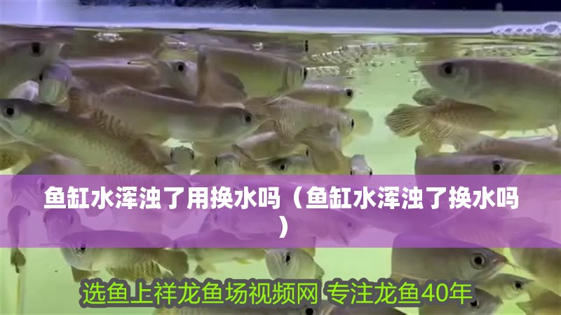 魚缸水渾濁了用換水嗎（魚缸水渾濁了換水嗎）