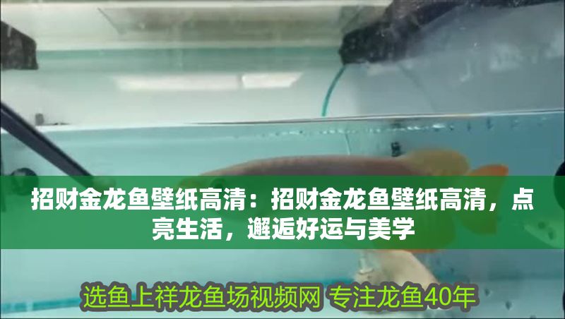 招財金龍魚壁紙高清：招財金龍魚壁紙高清，點亮生活，邂逅好運與美學