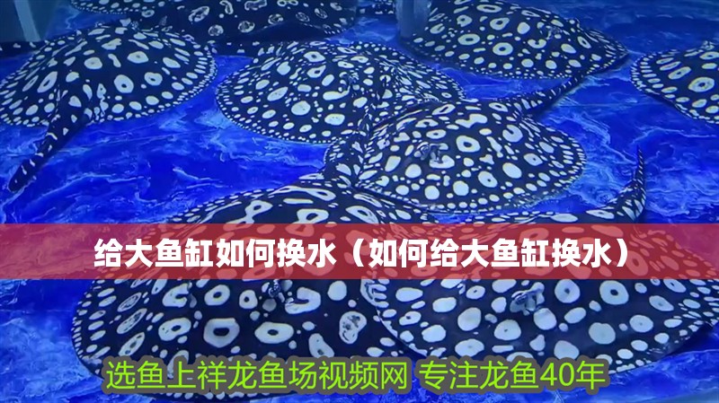 給大魚缸如何換水（如何給大魚缸換水） 給大魚缸如何換水（如何給大魚缸換水） 魚缸百科