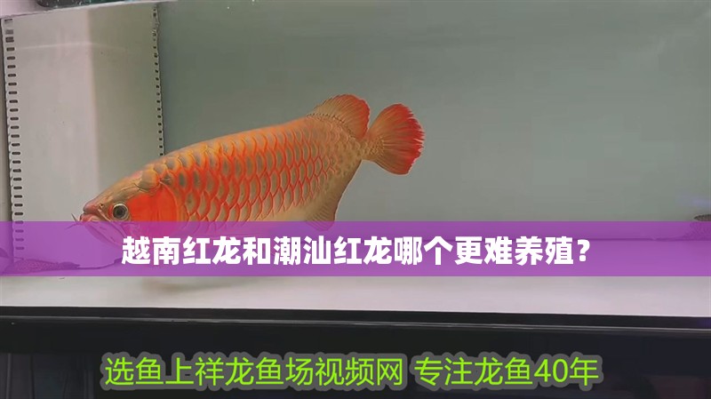 越南紅龍和潮汕紅龍哪個更難養殖？