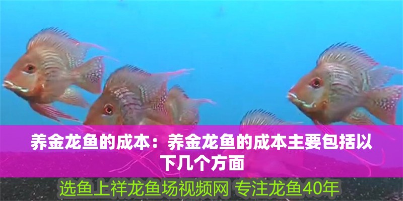 養金龍魚的成本：養金龍魚的成本主要包括以下幾個方面