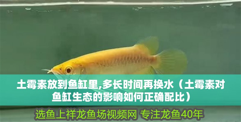 土霉素放到魚缸里,多長時間再換水（土霉素對魚缸生態的影響如何正確配比）