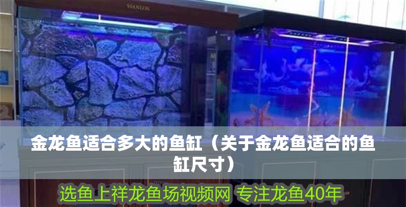 金龍魚適合多大的魚缸（關(guān)于金龍魚適合的魚缸尺寸）
