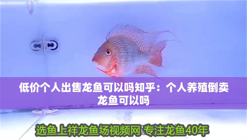 低價(jià)個(gè)人出售龍魚(yú)可以嗎知乎：個(gè)人養(yǎng)殖倒賣龍魚(yú)可以嗎