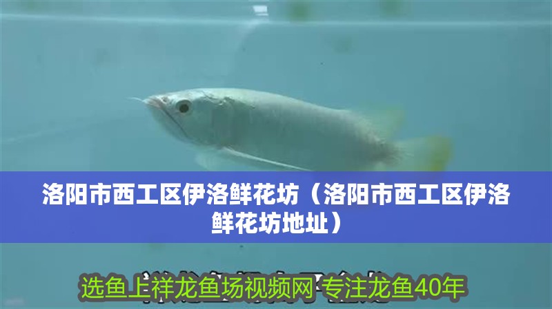 洛陽市西工區伊洛鮮花坊（洛陽市西工區伊洛鮮花坊地址）