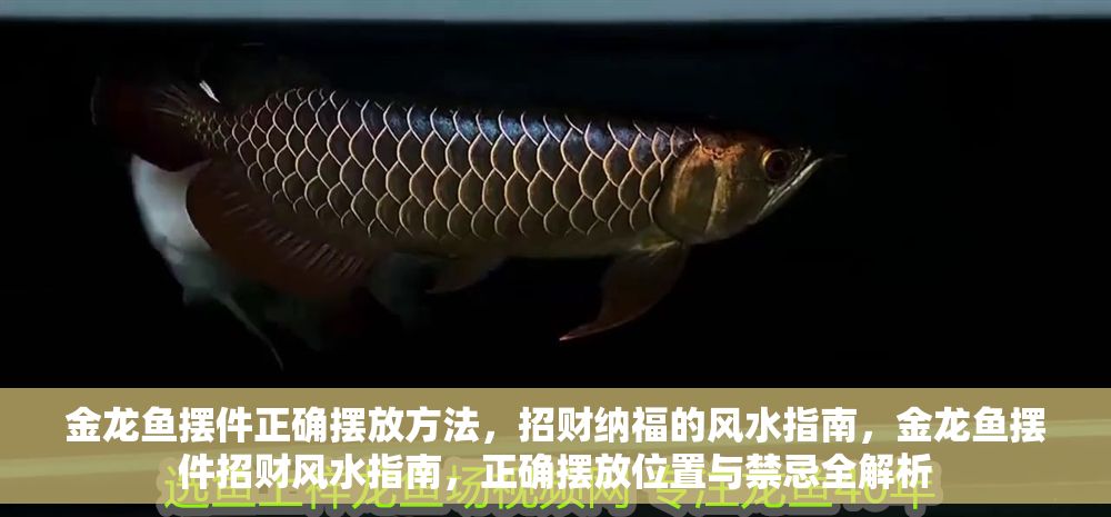 金龍魚擺件正確擺放方法，招財納福的風水指南，金龍魚擺件招財風水指南，正確擺放位置與禁忌全解析
