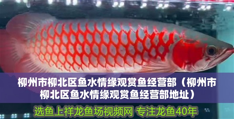 柳州市<strong><mark>柳北</mark></strong>區(qū)魚水情緣觀賞魚經(jīng)營部（柳州市<strong><mark>柳北</mark></strong>區(qū)魚水情緣觀賞魚經(jīng)營部地址）