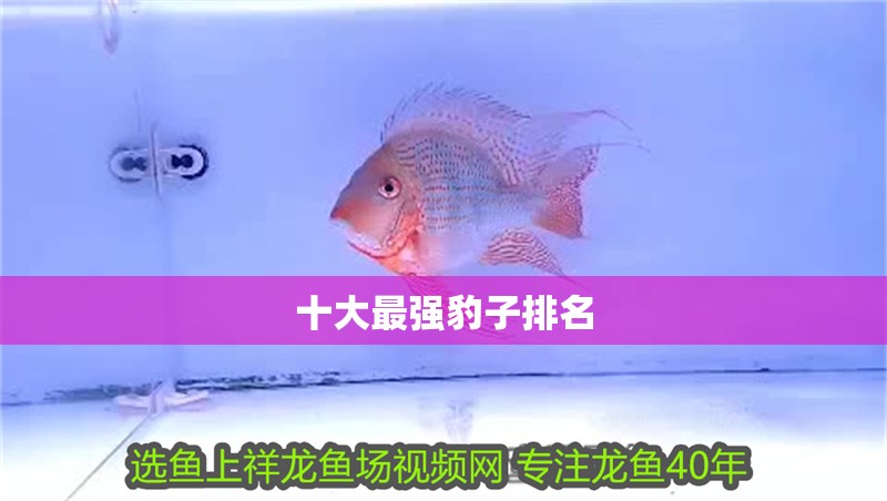 十大最強豹子排名
