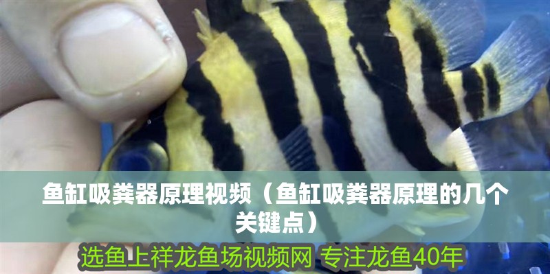 魚缸吸糞器原理視頻（魚缸吸糞器原理的幾個關鍵點）