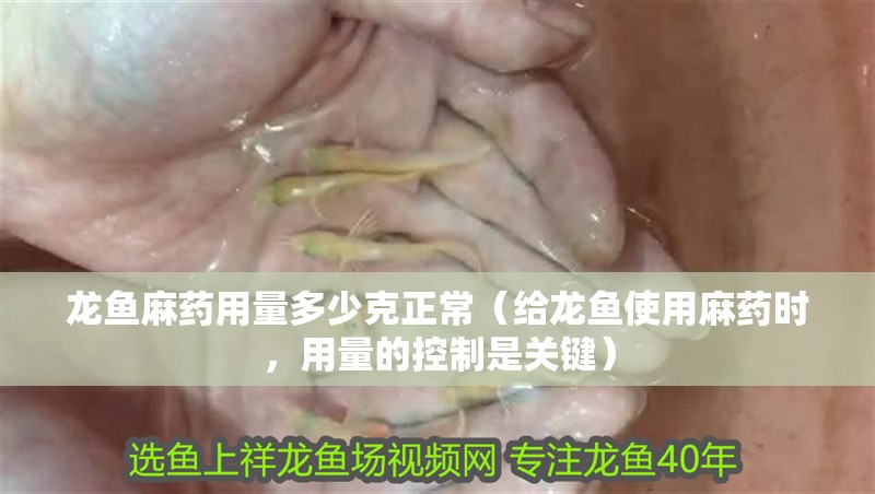 龍魚麻藥用量多少克正常（給龍魚使用麻藥時，用量的控制是關鍵）