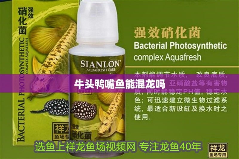 牛頭鴨嘴魚能混龍嗎