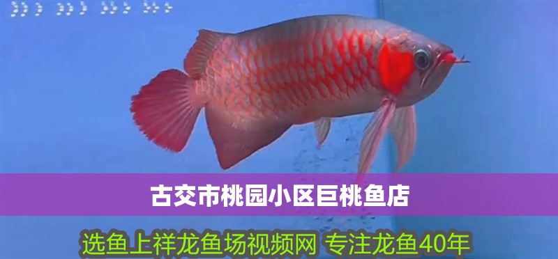 古交市桃園小區巨桃魚店