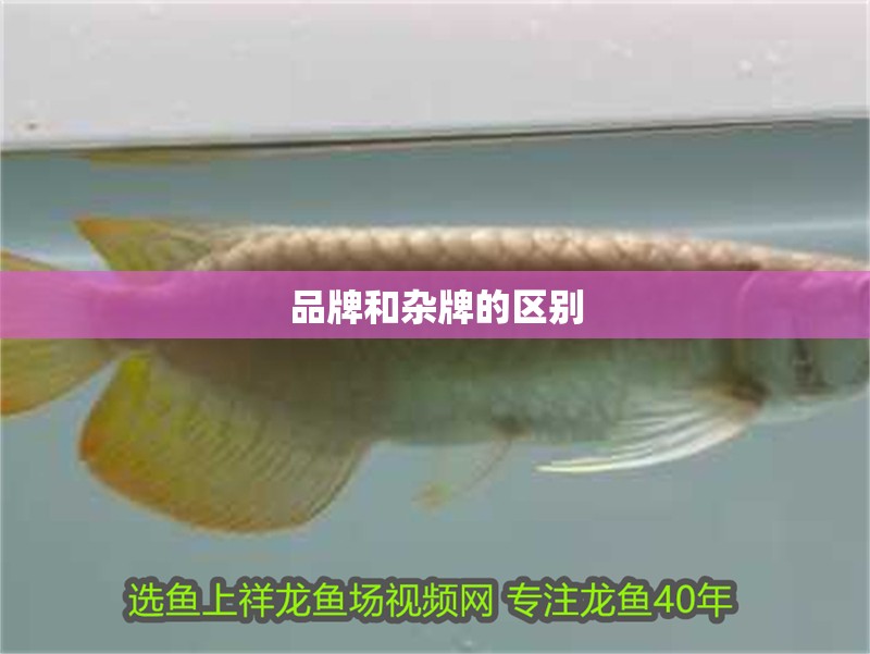 我的虎魚真菌感染了要怎么處理 品牌和雜牌的區別 龍魚論壇 品牌和雜牌的區別 品牌和雜牌的區別 龍魚論壇