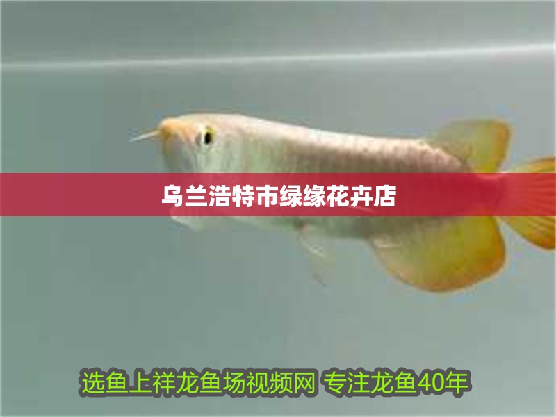 烏蘭浩特市綠緣花卉店