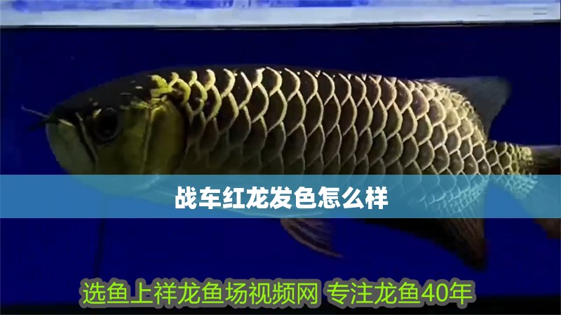 戰車紅龍發色怎么樣