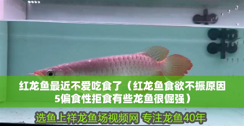 紅龍魚最近不愛吃食了（紅龍魚食欲不振原因5偏食性拒食有些龍魚很倔強）