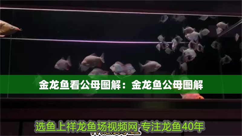 金龍魚看公母圖解：金龍魚公母圖解