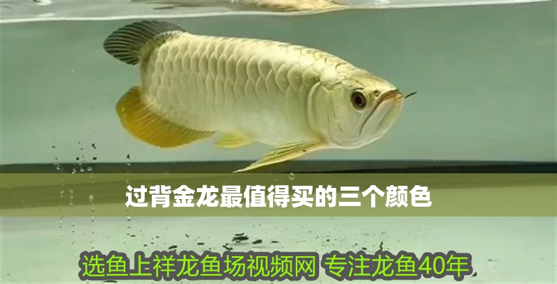 過背金龍最值得買的三個顏色