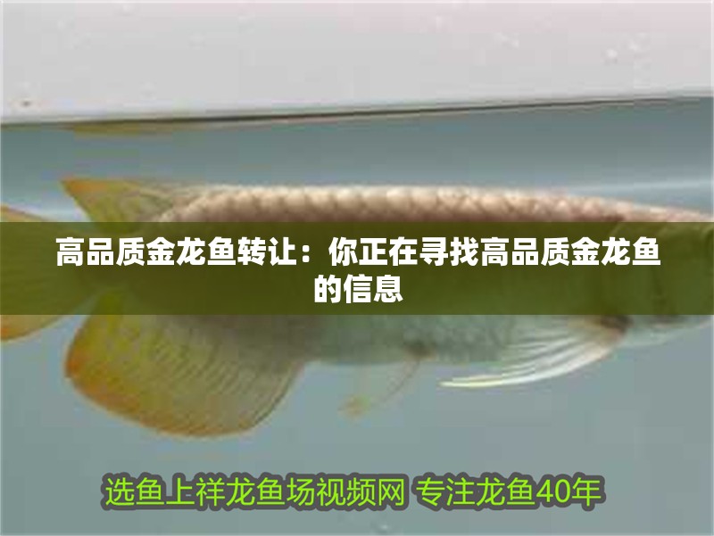 高品質金龍魚轉讓：你正在尋找高品質金龍魚的信息 高品質金龍魚轉讓：你正在尋找高品質金龍魚的信息 龍魚百科