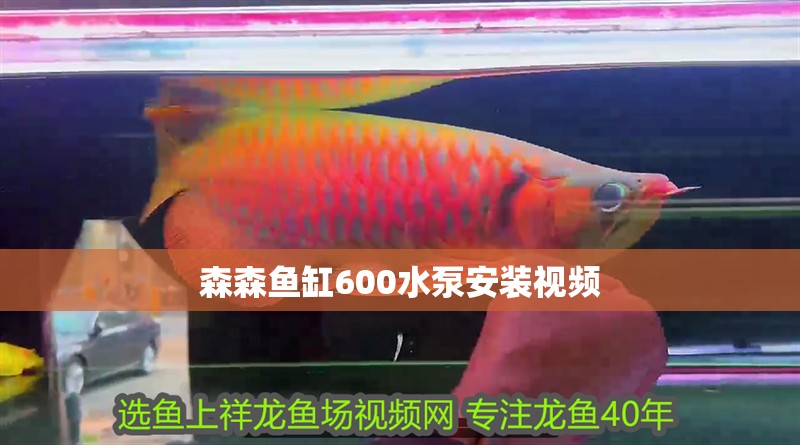森森魚缸600水泵安裝視頻 森森魚缸600水泵安裝視頻 魚缸百科
